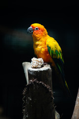 Sun parakeet