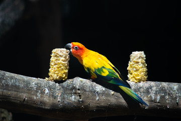 Sun parakeet