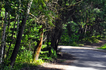 Obraz premium forest, tree, nature, green, trees, landscape, wood, park, summer, spring, foliage, leaf, path, environment, grass, woods, road, leaves, natural, plant, sky, light, outdoor, branch, woodland