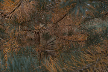 pine background