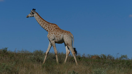 Naklejka na ściany i meble Giraffe im Ithala Game Reserve Südafrika