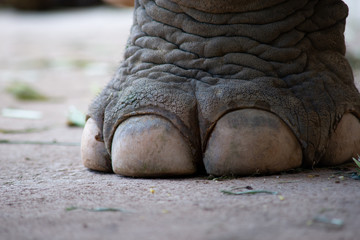 Fototapeta premium closeup image nail and foot of elephant