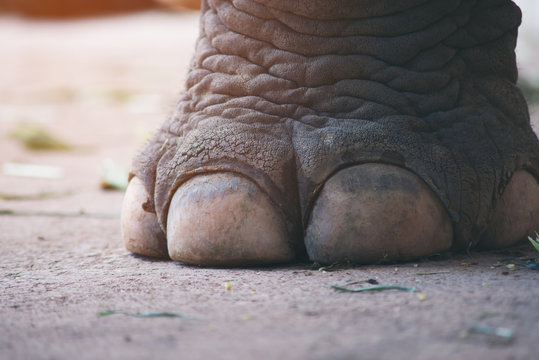 closeup image nail and foot of elephant