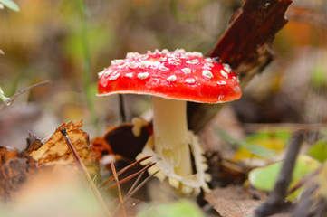 Мухомор/Fly agaric