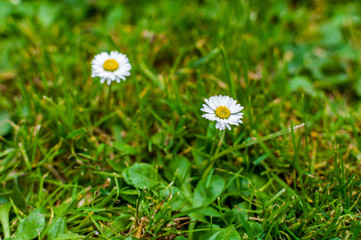 Biały kwiat stokrotki na tle zielonej trawy - obrazy, fototapety, plakaty