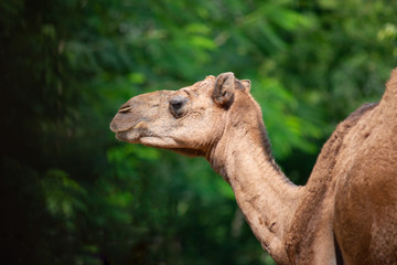 Close up the camel face.