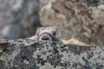 Yellow bellied marmot