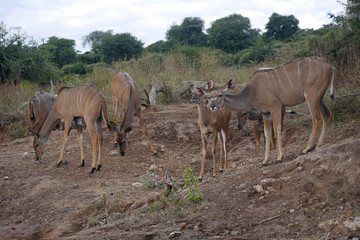 Naklejka na ściany i meble Wildlife antelope, safari in Botswana, Africa