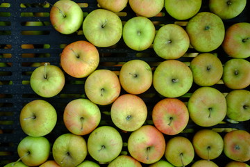 Organic apples in baskets. Fresh apples in nature