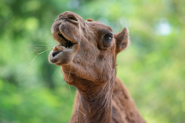 Close up camel face while eating.