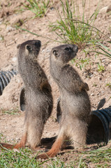 Yellow bellied marmot