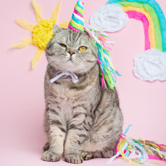 Cute cat unicorn with a rainbow horn on a pink background with sunshine, clouds, and colorful rainbow. A concept of fairy tale, fashion, funny and sweet cat, love and celebration