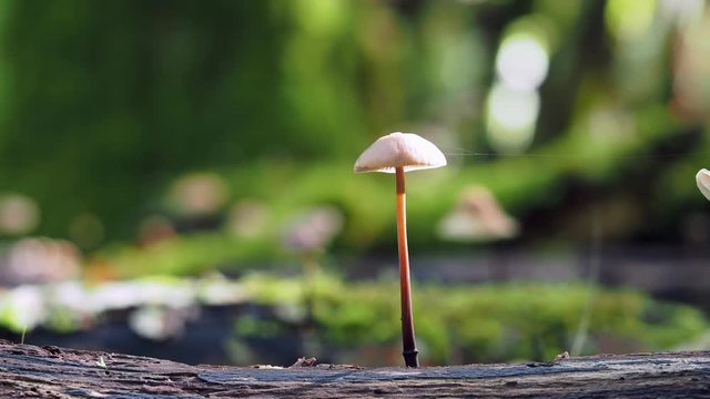 Brown Bonnet Fungi 