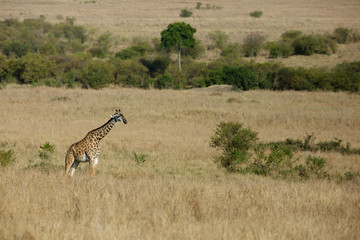 Giraffe is the tallest living terrestrial animal