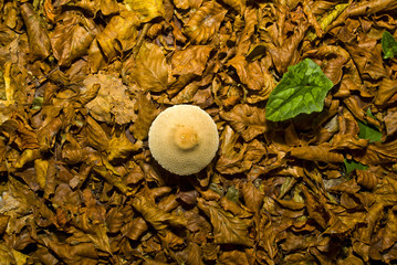 Autumn in the Foresta Umbra, Gargano, Apulia, Italy