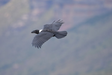 Geierrabe fliegend im Golden-Gate-Highlands-Nationalpark Südafrika