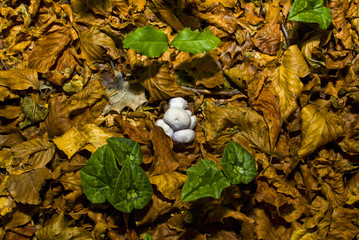 Autumn in the Foresta Umbra, Gargano, Apulia, Italy