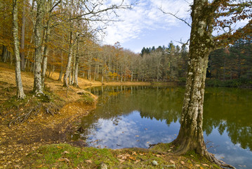 Autumn in the Foresta Umbra, Gargano, Apulia, Italy