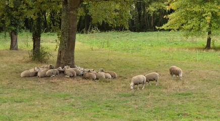 Obraz premium Ovins dans un pré