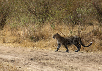 The leopard is the smallest of the big cats and this belongs to genus Panthera