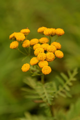 Tansy (Tanacetum vulgare) is a perennial, herbaceous flowering plant of the aster family, native to temperate Europe and Asia.