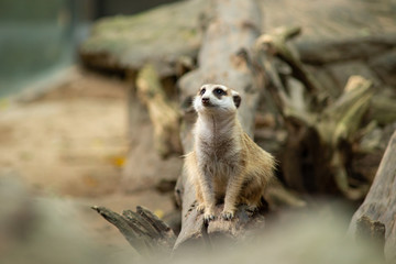 meerkat is a panic animal