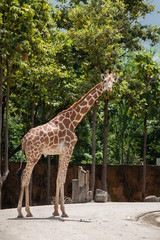 A giraffe's habitat is usually found in African savannas, grasslands or open woodlands