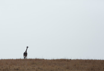 Silhouette of Giraffe, Masai Mara