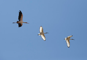 Obraz premium Yellow-billed stork and Black-headed Ibis in flight, Masai Mara