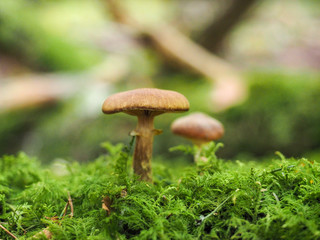 Small brown mushrooms standing out over fresh green moss at forrest floor
