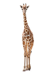 A giraffe's habitat is usually found in African savannas, grasslands or open woodlands. Isolated on...