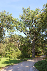 Fototapeta na wymiar Old oak in autumn park 
