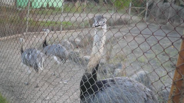 Ostriches on the farm behind the fence
