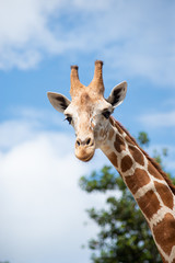 A giraffe's habitat is usually found in African savannas, grasslands or open woodlands