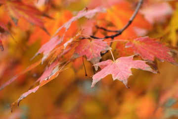 Close up of autumn leaves on a tree