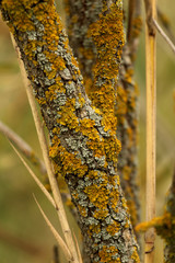 Lichen on a tree branch