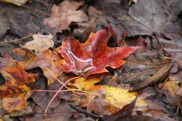 Wet autumn leaf on the ground
