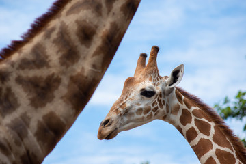 A giraffe's habitat is usually found in African savannas, grasslands or open woodlands