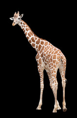 A giraffe's habitat is usually found in African savannas, grasslands or open woodlands. Isolated on black background