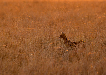 Serval cat in the Savannah, Masai Mara