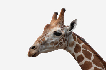 A giraffe's habitat is usually found in African savannas, grasslands or open woodlands. Isolated on...