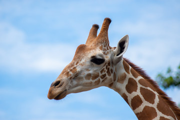 A giraffe's habitat is usually found in African savannas, grasslands or open woodlands