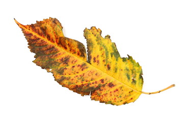 Colorful dry leaf isolated on white background, top view