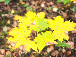 Beautiful yellow maple tree leaves over brown leaves at autumn in Norway