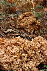 Clavaire crépu