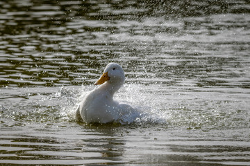 American Pekin Duck splashing about in water