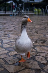 Fototapeta premium duck