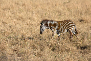 Fototapeta na wymiar Juvenile Zebra in the grassland of Masai Mara