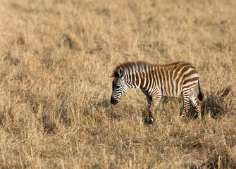Zebra are one of the species of Horse family