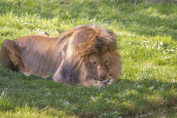 Lion on a meadow gnawing on a bone